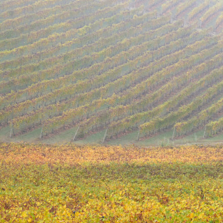 Langhe
