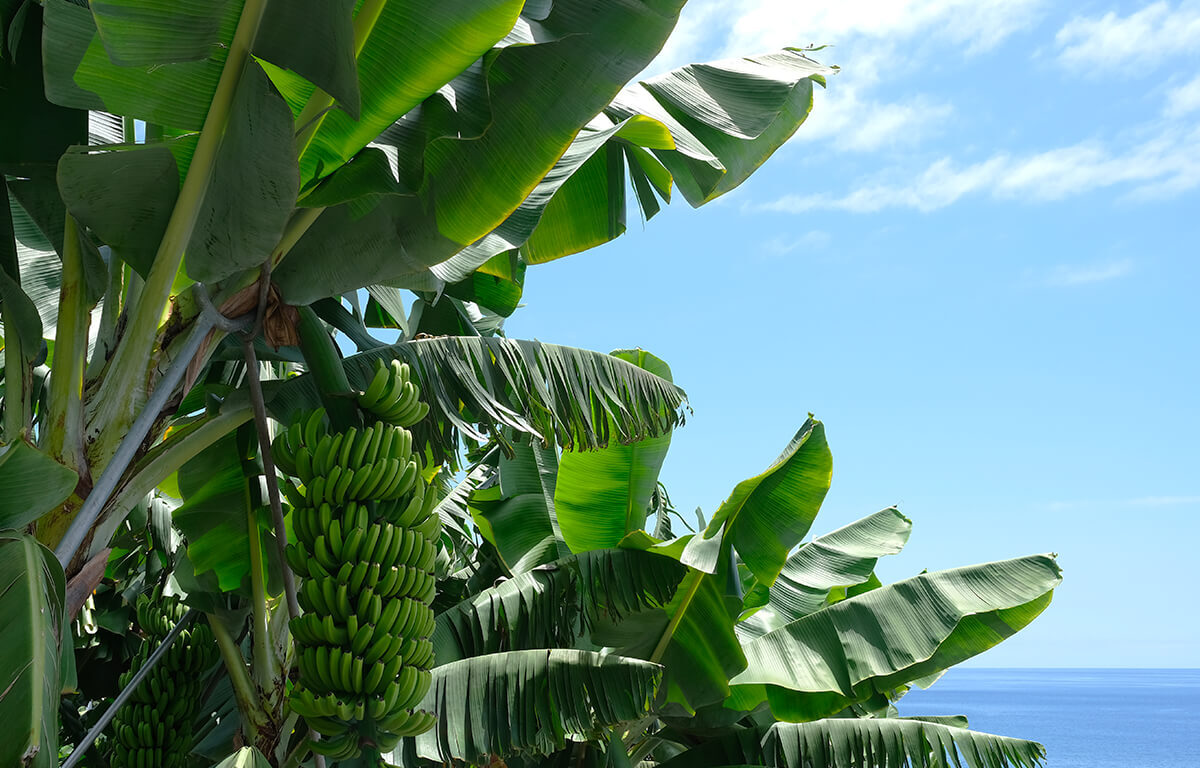 Madeira