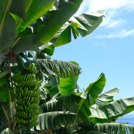 Madeira