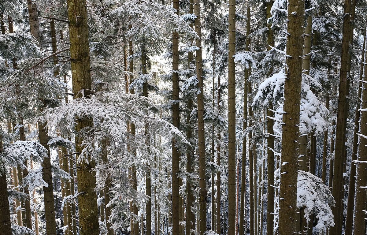 Foreste Casentinesi