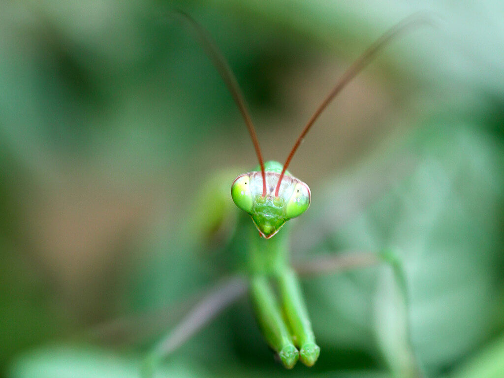 Macro