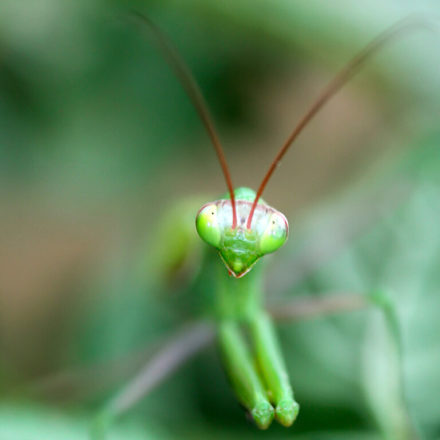 Macro
